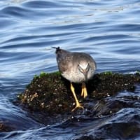 05/24探鳥記録写真：遠賀川河口の鳥たち（キアシシギ三昧、）