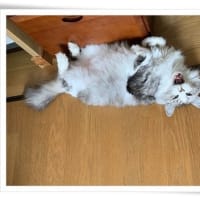 元気に暮らす面々です