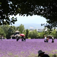 富良野・・ラベンダー畑