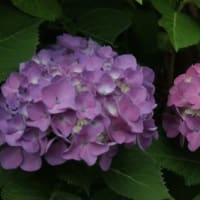 今朝の散歩から