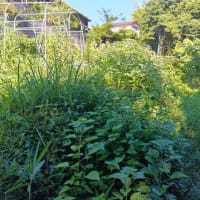 畑してきました