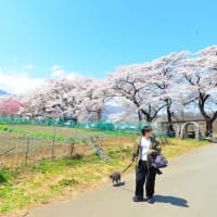 犬と山梨に桃と桜を見にやってきました♪（その２）