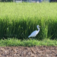 チュウサギがいく