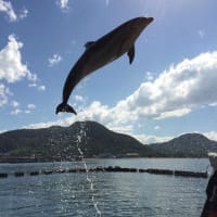 四国へ　本来の目的は飼育場見学