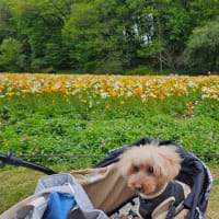 はるちゃんとおでかけ