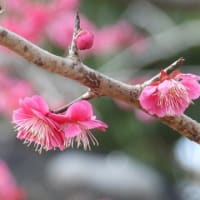 大仙公園の梅の花（２０２５年３月６日）