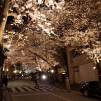 六本木、赤坂の桜