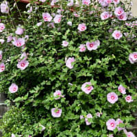 ６月３０日　大きなポンポです