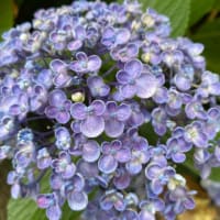 紫陽花