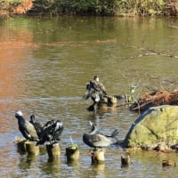 水元公園散歩で。。。