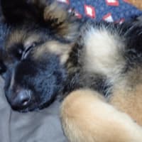 ジャーマンシェパードドッグ　長毛犬