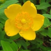 おめでとう、大の里　V4＆綱とりを決める　ぼくから祝花を