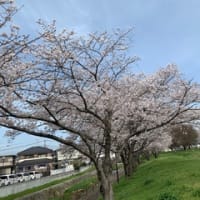 八幡の桜　1
