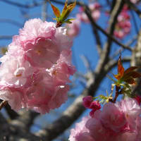 庭の八重桜、2024