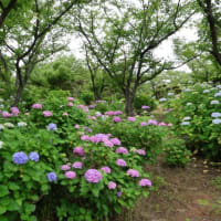 種松山西園地のあじさい　見頃　2025年6月14日　