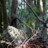 秋吉台のマムシグサは・・