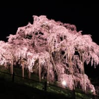 三春で桜観賞！