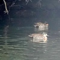 06/23探鳥記録写真：２月に出会った鳥たち②