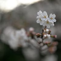 雨の後の桜は・・・