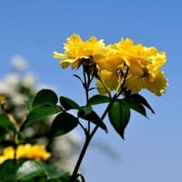 バラ　６（山下公園）