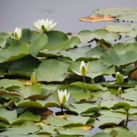 つつじヶ丘公園の紫陽花と睡蓮