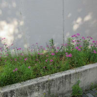 日曜朝のグリーンエクササイズ：千秋公園はサツキが咲いていました。