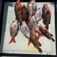 本日の釣果