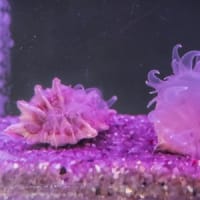 淡島水族館2Fの生き物 FILE:5　海底の生き物