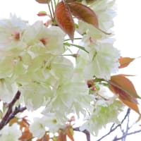 狭山池博物館の八重桜２０２４