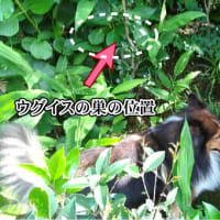 小次郎と動物－ウグイス（鶯）の巣と雛－