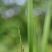 朝の自然池で