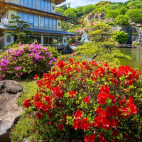 黄色い牡丹の花咲く佐世保花園　2025/4/27