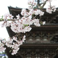 【京都幕間旅情】醍醐寺観桜,現代花見発祥は天下統一の先に日本を一つとした勲功の最後の栄華を飾った祭事