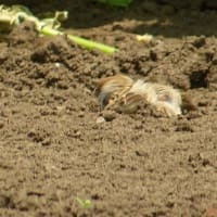 スズメの砂浴び