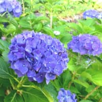 微妙な色合い♪♪