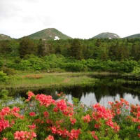 ２０２５年６月２４日　北八甲田山麓　睡蓮沼のようす