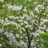 「相模原麻溝公園」では「エゴノキ」が白いベル型の花が！！