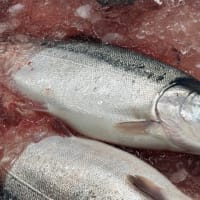 サバにイワシ、メジにトラウトサーモンっ！