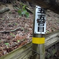 久し振りに金剛山に登った２
