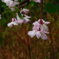 4月14日 今日の写真　・公園の桜 ・チューリップ ・ 新緑
