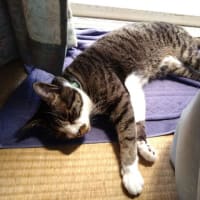 6月20日（金）もうこの猛暑乗り切るの無理だわ