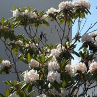 石楠花の花がいっぱい咲いていた