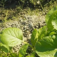 野菜づくりはTHE 健全な趣味です。