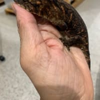 夏の静レプは