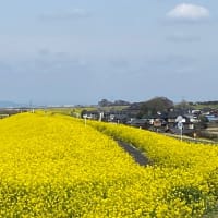江戸川の春