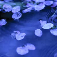 花散らし