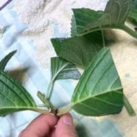 け　とりましょー。