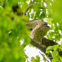 一期一会・・・鳥撮りの記　７２２　ツミ
