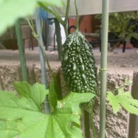 『久我山歳時記』（67）〜小暑となり、暑中お見舞い
