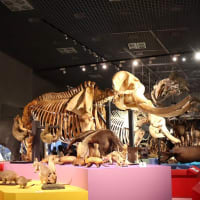 国立科学博物館で、『大哺乳類展 3  わけてつなげて大行進』を観ました。
